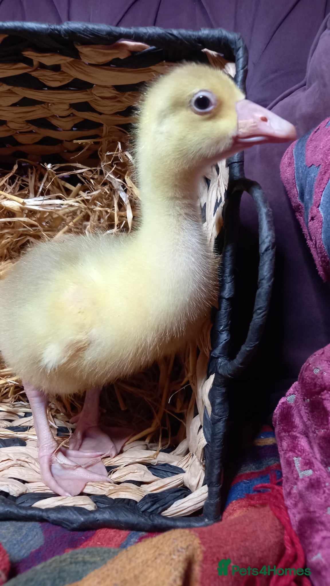 Geese poultry Goslings for Sale - Advert 1