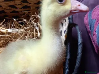 Geese poultry Goslings for Sale - Advert 1