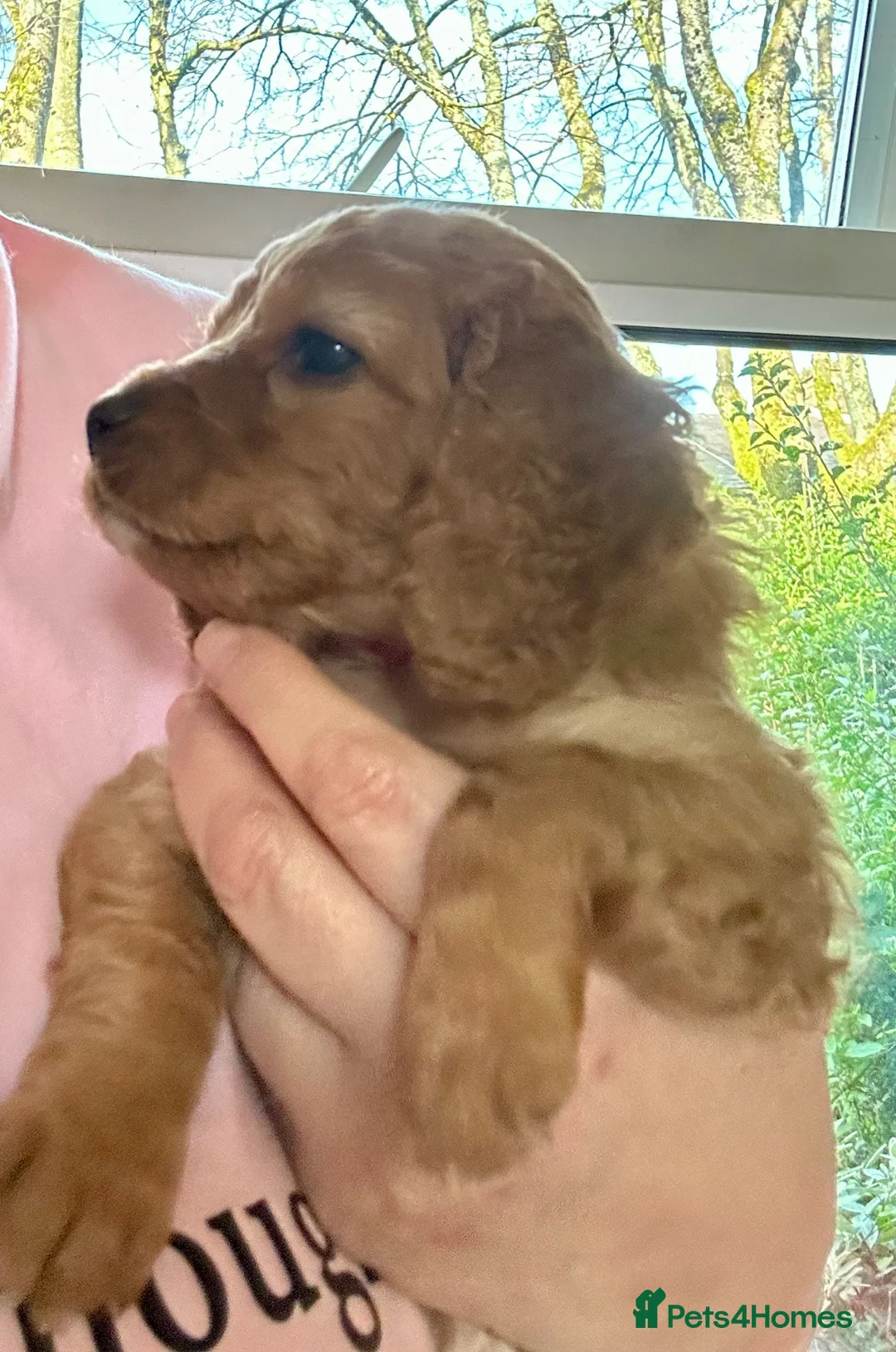 Cavapoochon dogs for sale: 🌟 Pick of the Litter Red Cavapoochon Girl - Advert 2