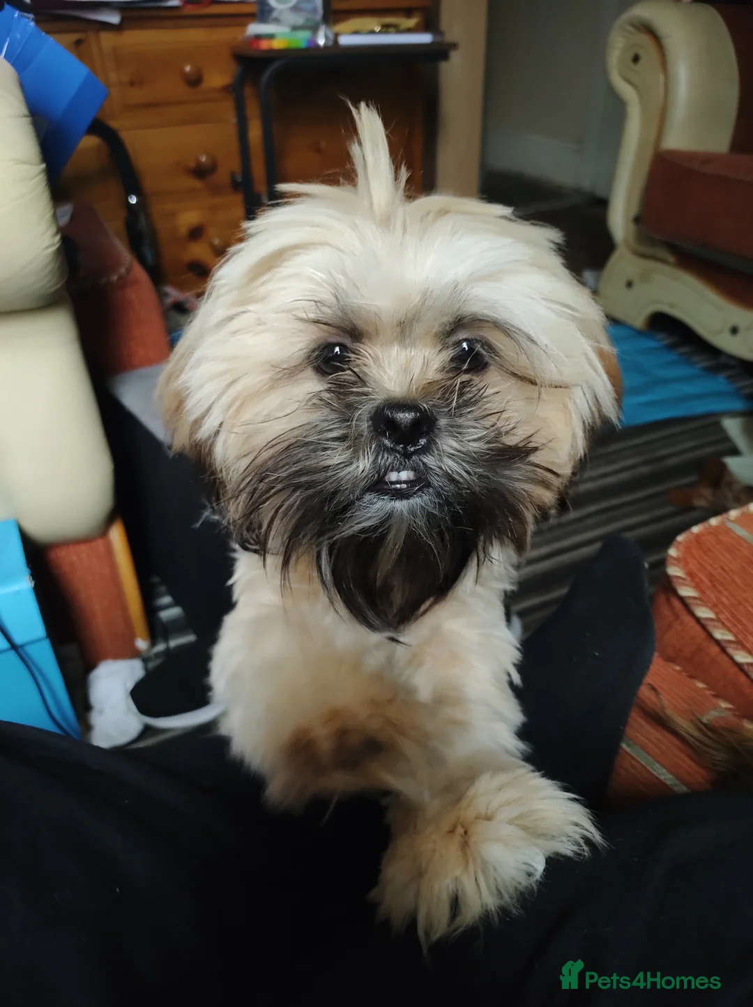 Lhasa Apso dogs for sale: Brother and sister Lhasa Apso in Leicester - Advert 2