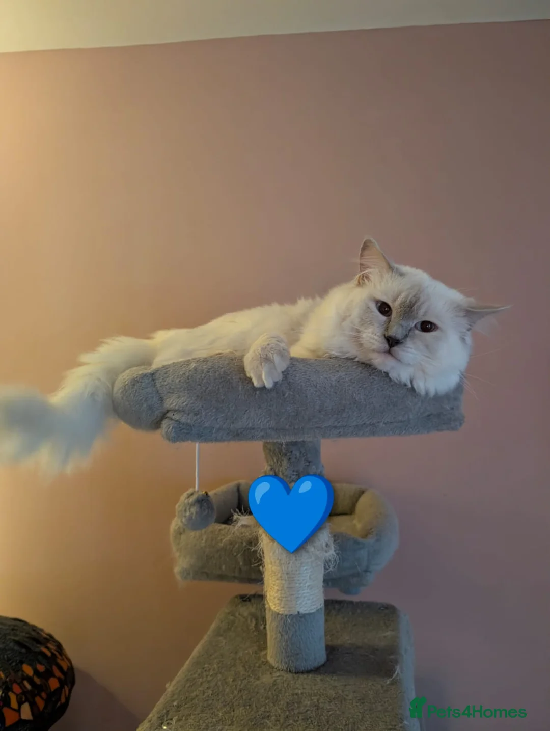 Ragdoll cats for stud: ❤️GCCF Registered❤️Lilac Point ragdoll   - Advert 20