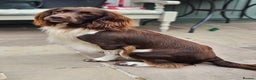 English Springer Spaniel dogs for stud: English Springer Spaniel Stud  in Derby - Advert 5