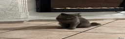British Shorthair cats for sale: Blue British Shorthair - Advert 2