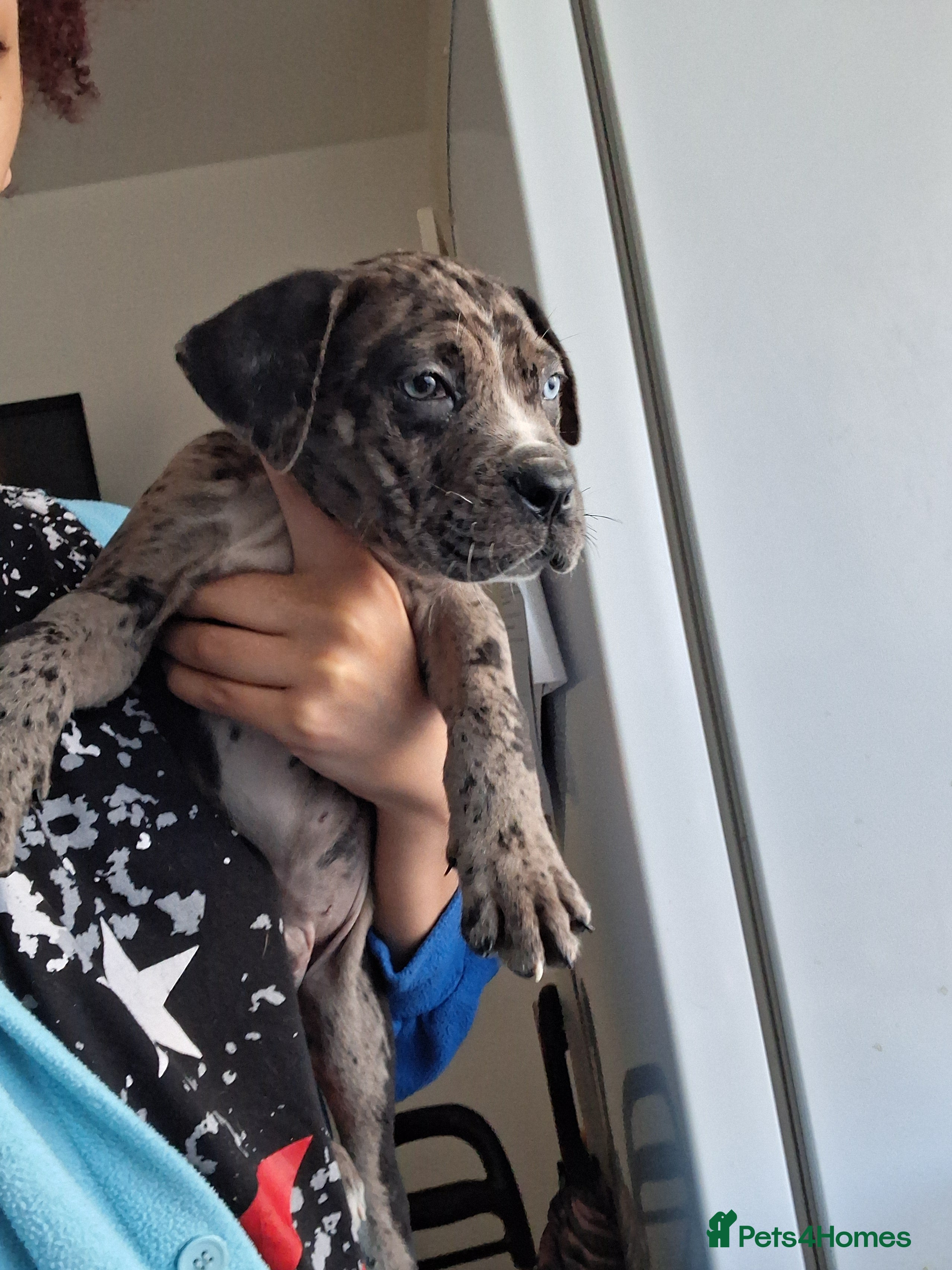 Mixed Breed dogs Alapaha Blue Blood Bulldog X Cane Corso Puppies  - Advert 1