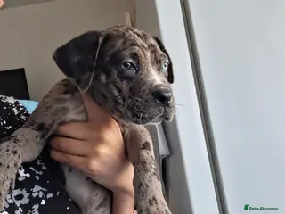 Mixed Breed dogs Alapaha Blue Blood Bulldog X Cane Corso Puppies - Advert 1