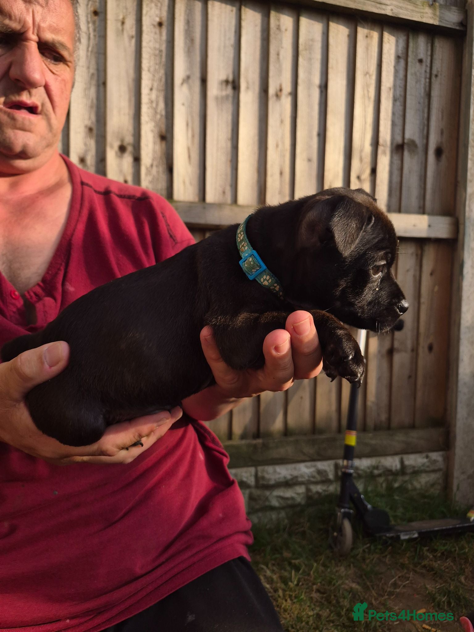 Staffordshire Bull Terrier dogs Kc Staffordshire bull terrier pups champion lined  - Advert 4