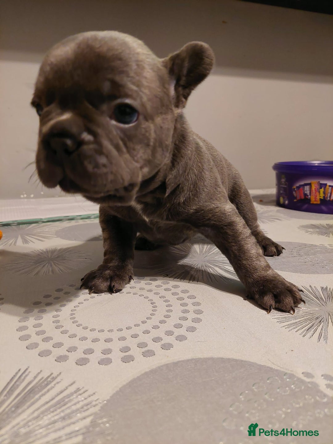 French Bulldog dogs for sale: Beautiful KC registered French Bulldog Puppies - Advert 12