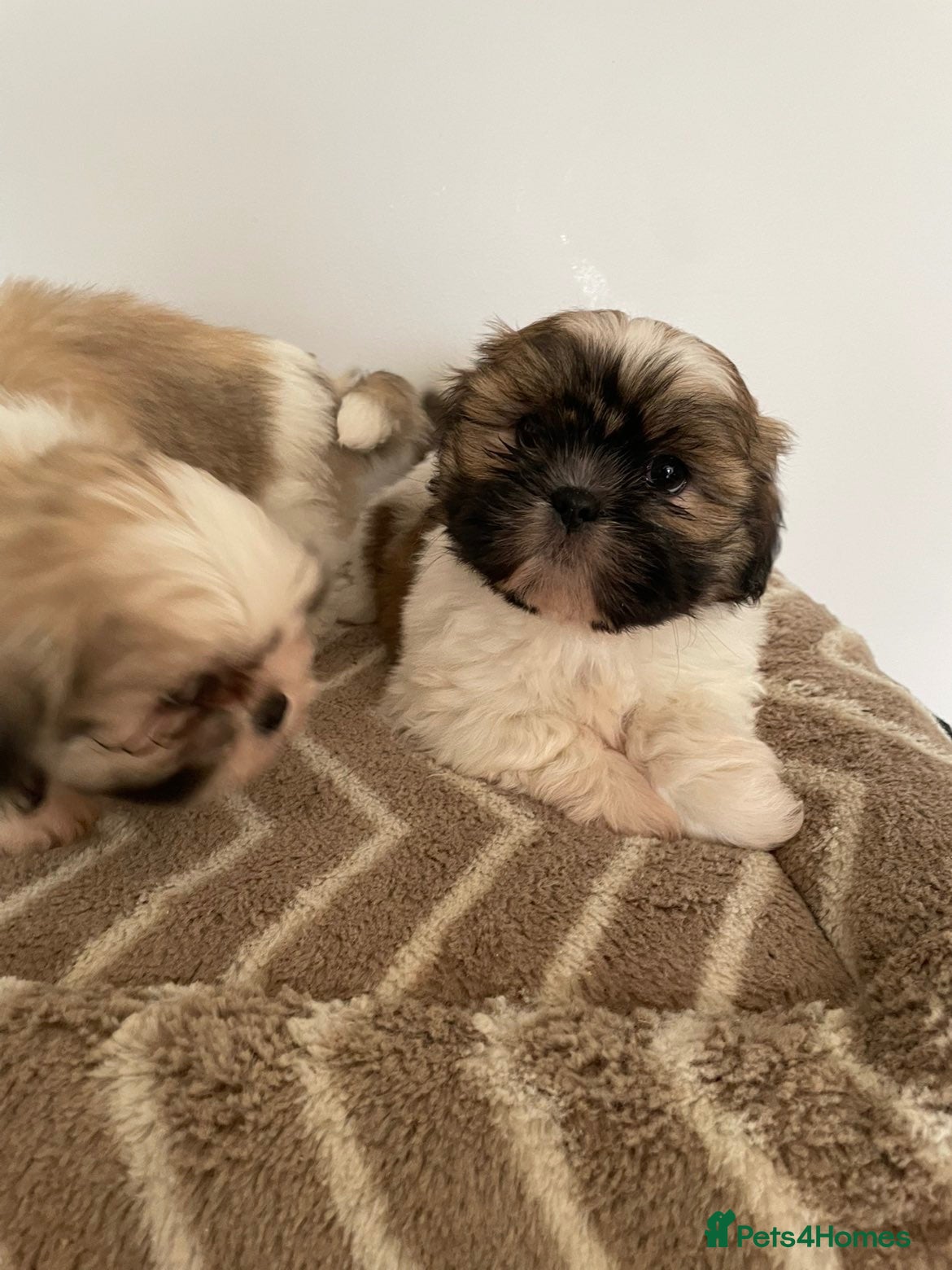 Shih Tzu dogs for sale: Adorable family raised Shih Tzu puppies for sale  - Advert 19