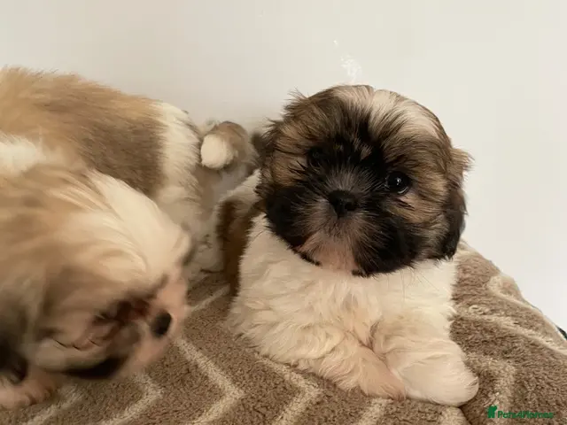 Shih Tzu dogs for sale: Adorable family raised Shih Tzu puppies for sale - Advert 15