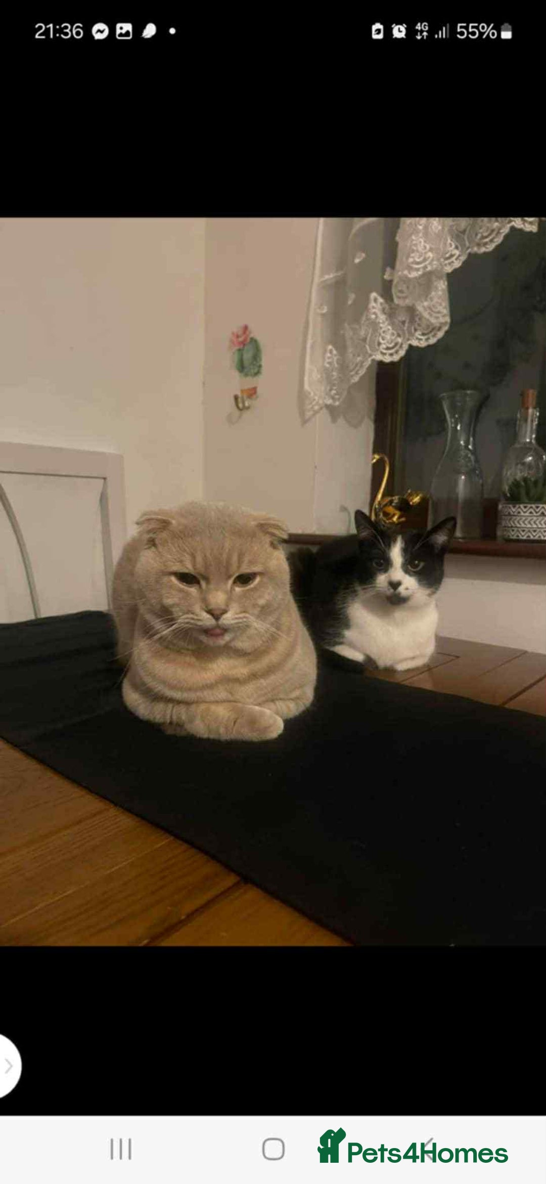 Mixed Breed cats for sale: Sweet boy  - Image 2
