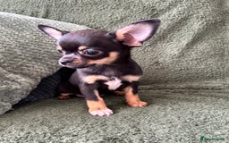 Chihuahua dogs for sale: Tiny chihuahua puppies  - Image 5