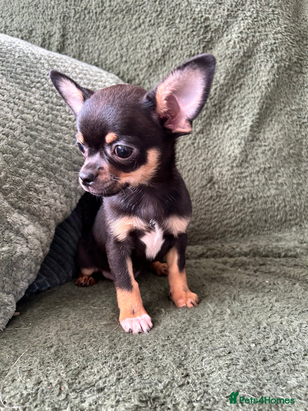 Chihuahua dogs for sale: Tiny chihuahua puppies  - Image 5
