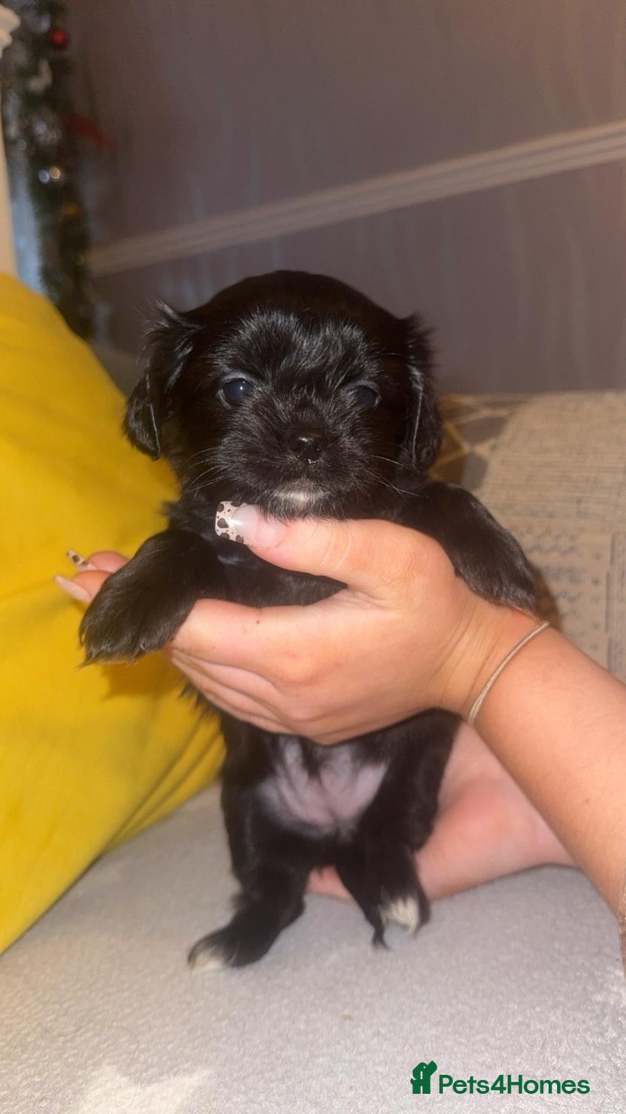 Mixed Breed dogs Chihuahua X Shih Tzu - Advert 5