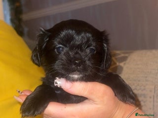 Mixed Breed dogs Chihuahua X Shih Tzu - Advert 1