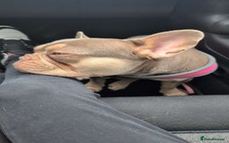 French Bulldog dogs for sale: 3 year old french bulldog  - Image 1