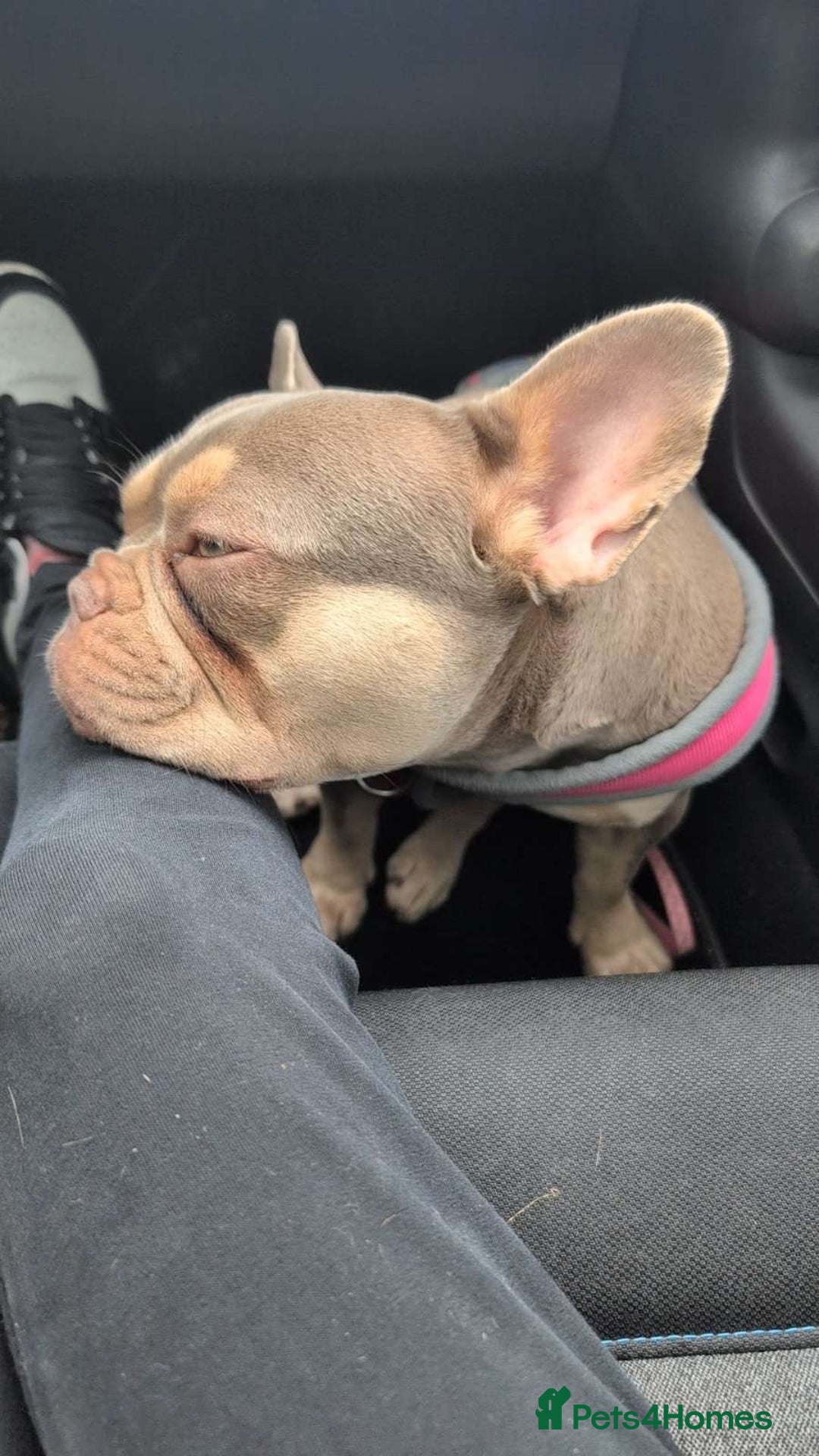 French Bulldog dogs for sale: 3 year old french bulldog  - Image 1