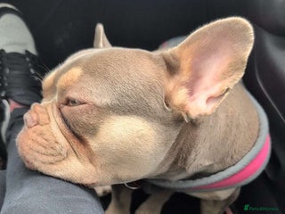 French Bulldog dogs - Advert 1