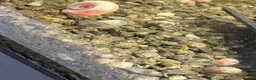 Snails fish for sale: Ramshorn snails in Crawley - Advert 5