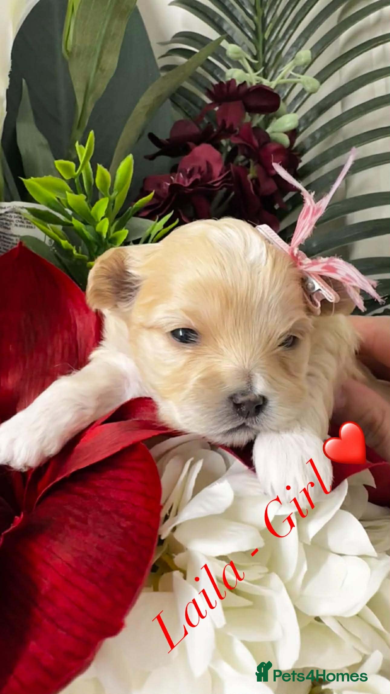 Maltipoo dogs 💫EXCEPTIONAL LUXURY F1 MALTIPOO PUPPIES🩷🩵🩷 - Advert 3