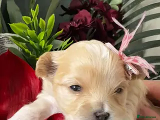 Maltipoo dogs 💫EXCEPTIONAL LUXURY F1 MALTIPOO PUPPIES🩷🩵🩷 - Advert 2