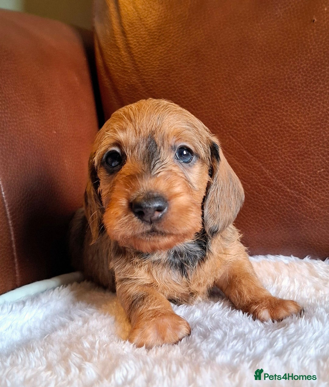 Miniature Dachshund dogs for sale: Gorgeous Mini-Wire Dachsund Puppies  - Advert 3
