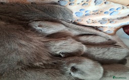 British Shorthair cats for sale: British Shorthair Blue  - Advert 4