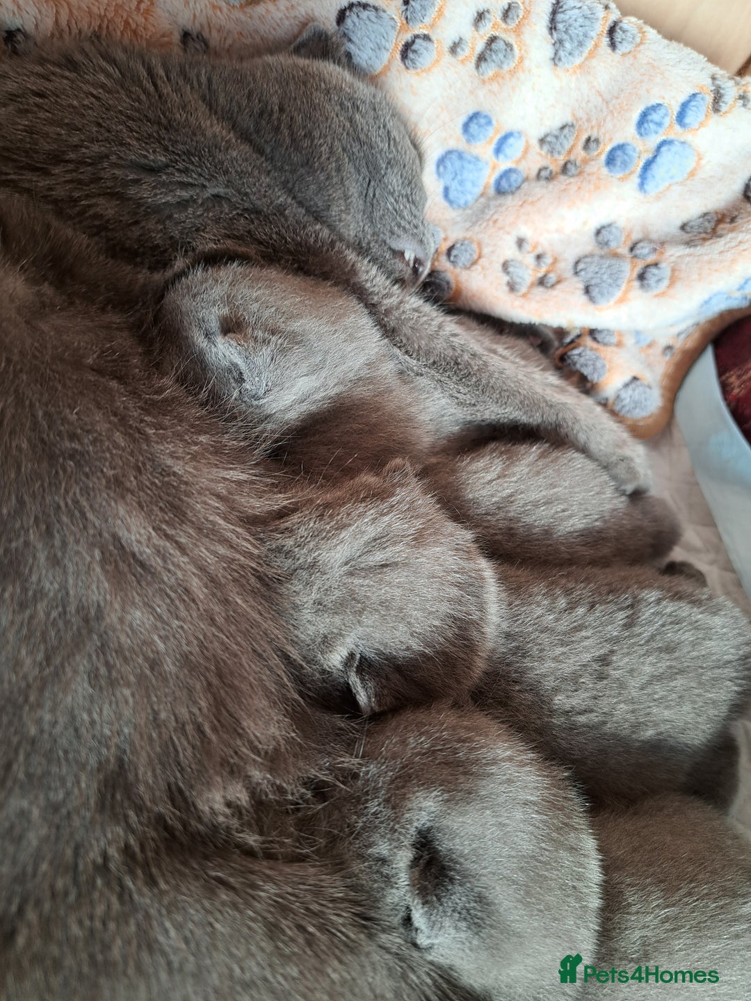 British Shorthair cats for sale: British Shorthair Blue  - Advert 4