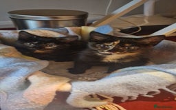 Brazilian Shorthair cats for sale: Tortoiseshell kittens female 2 available  - Image 1