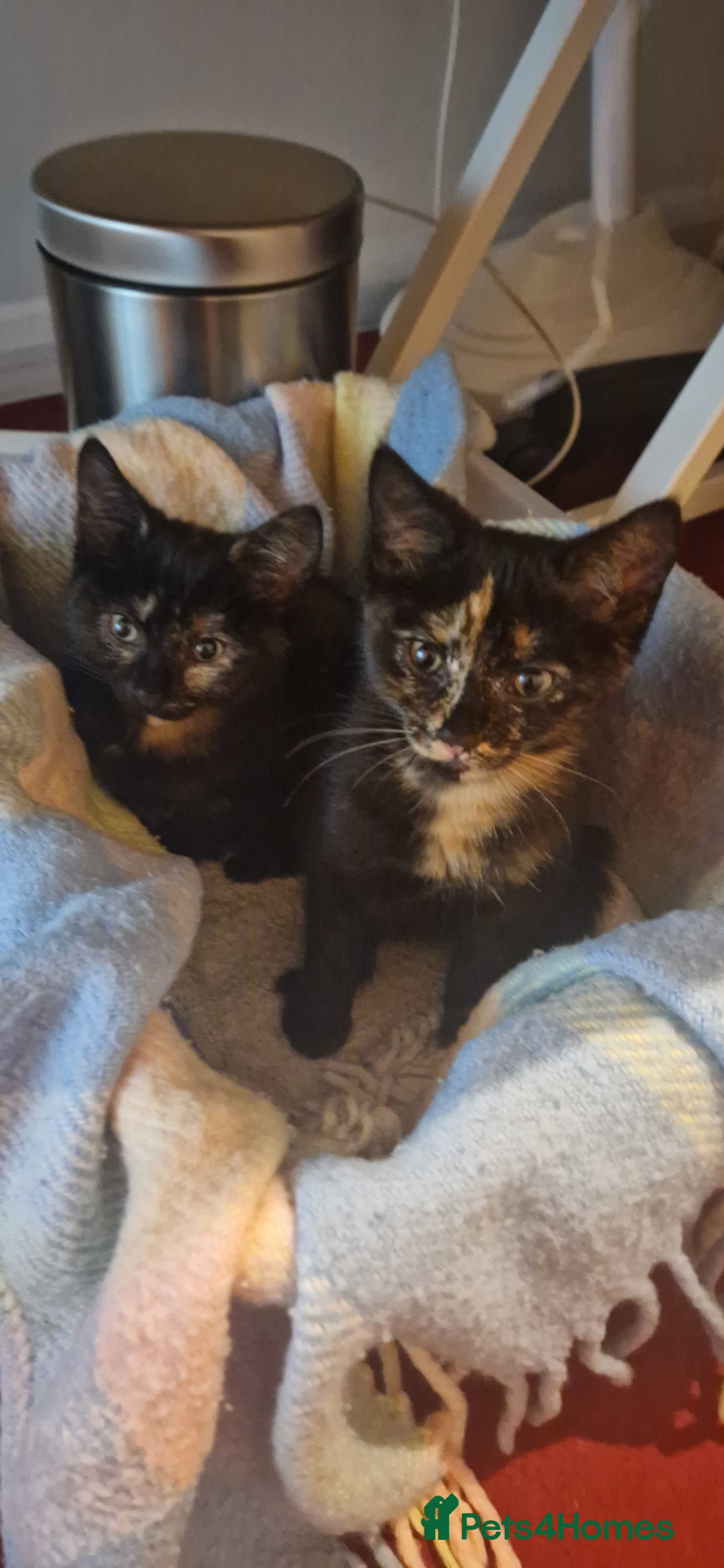 Brazilian Shorthair cats for sale: Tortoiseshell kittens female 2 available  - Image 1
