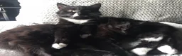 Mixed Breed cats for sale: Neutered Male Tuxedo Cat – Ready for New Home - Advert 1