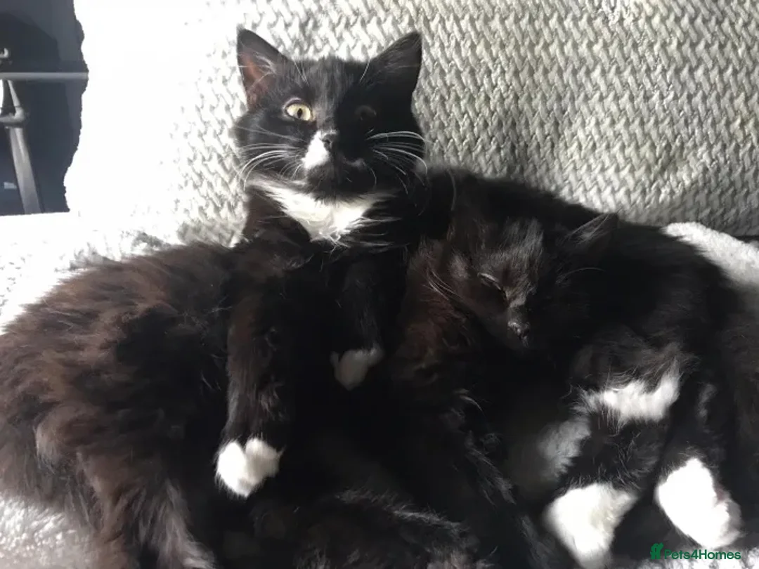 Mixed Breed cats for sale: Neutered Male Tuxedo Cat – Ready for New Home - Advert 1