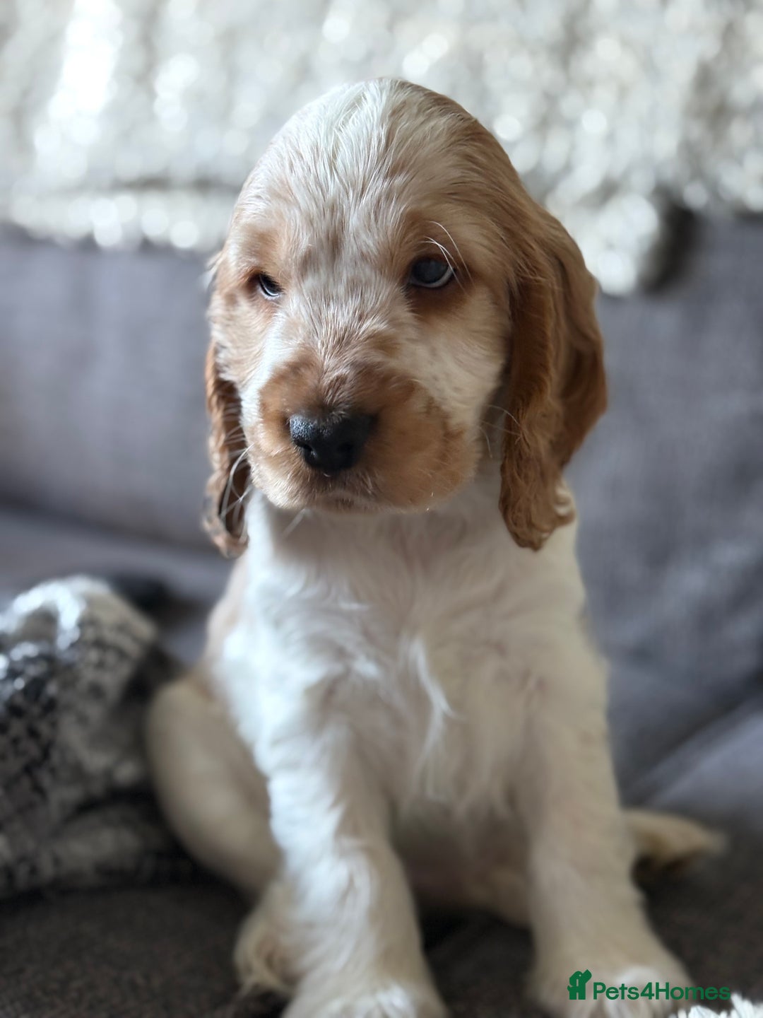 Cocker Spaniel dogs for sale: 2 orange roan cocker spaniels  - Advert 16