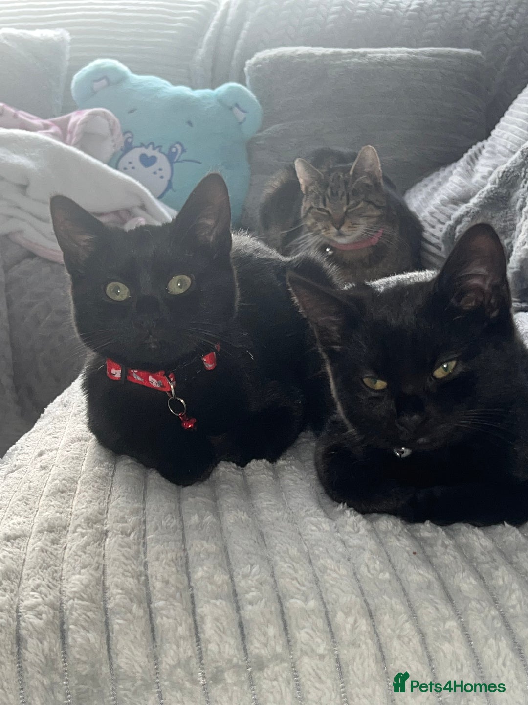 Domestic Shorthair cats for sale: Gorgeous black domestic short hair females  - Advert 3