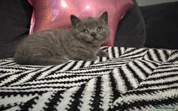British Shorthair cats for sale: Britishshort hair kittens - Image 12