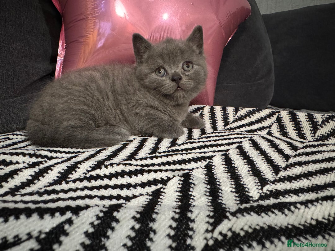 British Shorthair cats for sale: Britishshort hair kittens - Image 12
