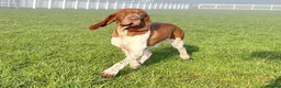 Bracco Italiano dogs for sale: One female puppy available for reservation  - Advert 13