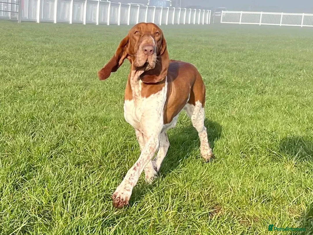 Bracco Italiano dogs for sale: One female puppy available for reservation  - Advert 13