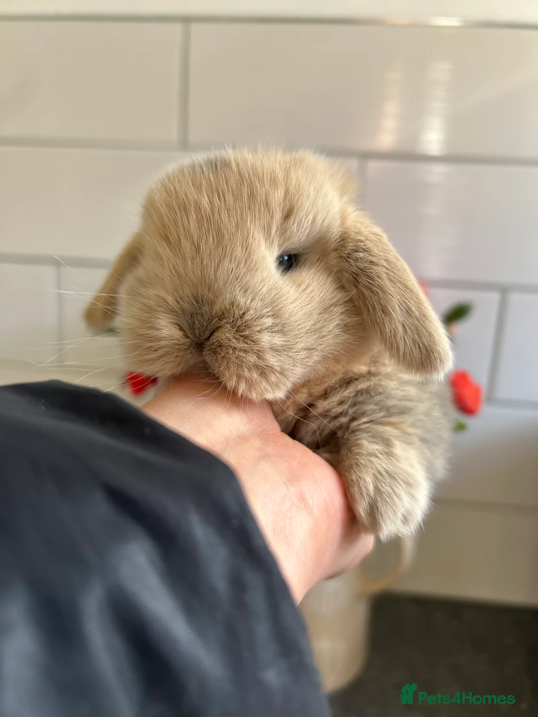 Mini Lop rabbits for sale: Two Mini Lop Boys - Ready 1st April - Advert 2
