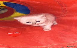 British Shorthair cats for sale: British short hair kittens  - Advert 3