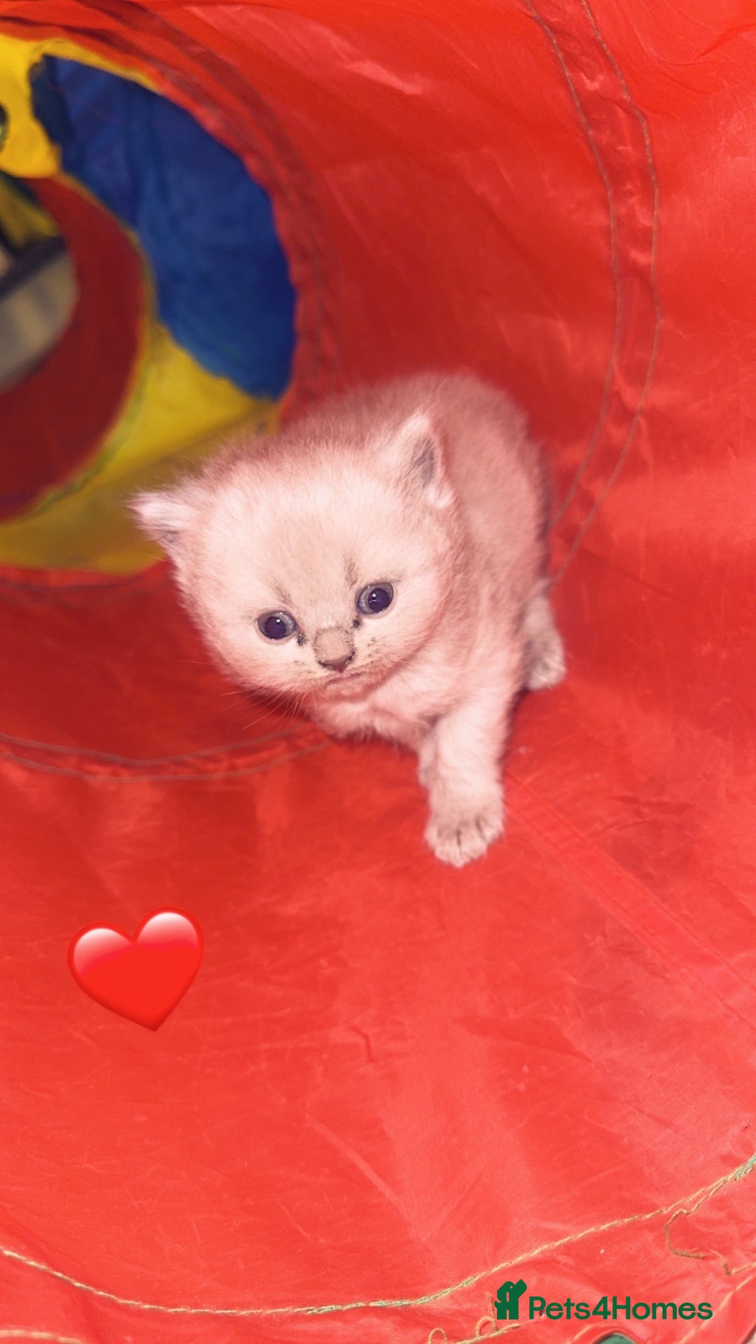 British Shorthair cats for sale: British short hair kittens  - Advert 3