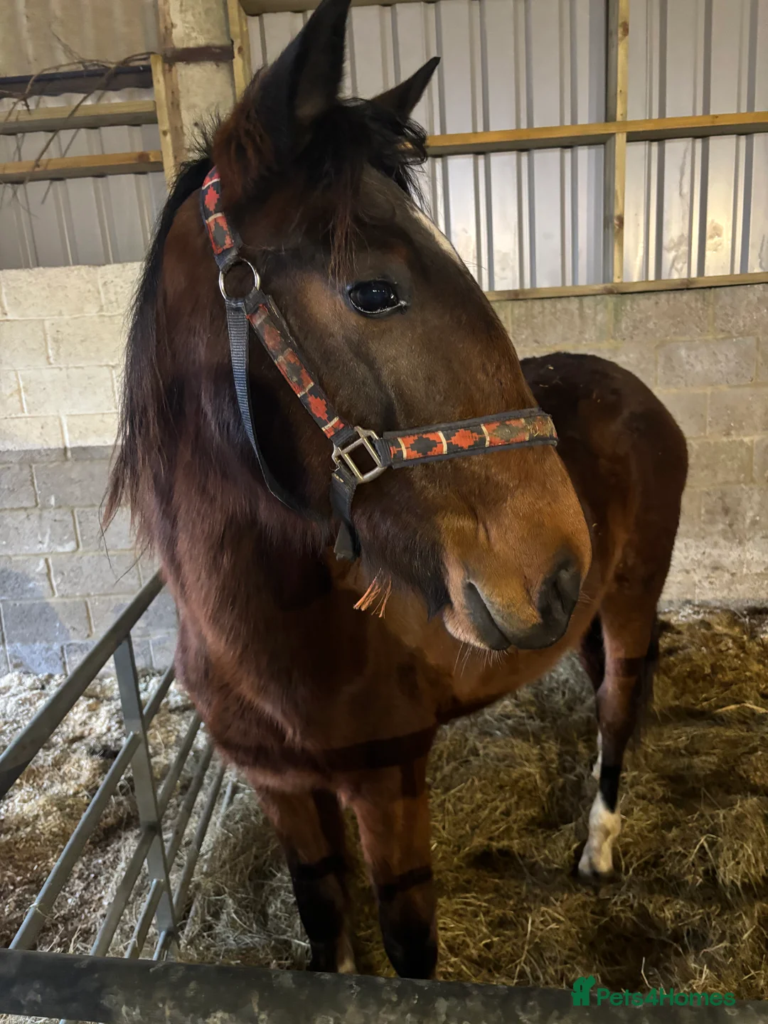 Hackney horses for sale: Ride and drive Hackney mare - Advert 4