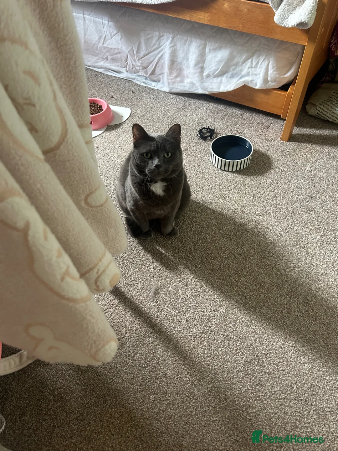 Mixed Breed cats for sale: Gorgeous grey Beau needs a new home in Crowthorne - Advert 2