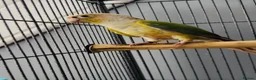 Conures birds for sale: Green-cheeked & Pineapple  - Advert 2