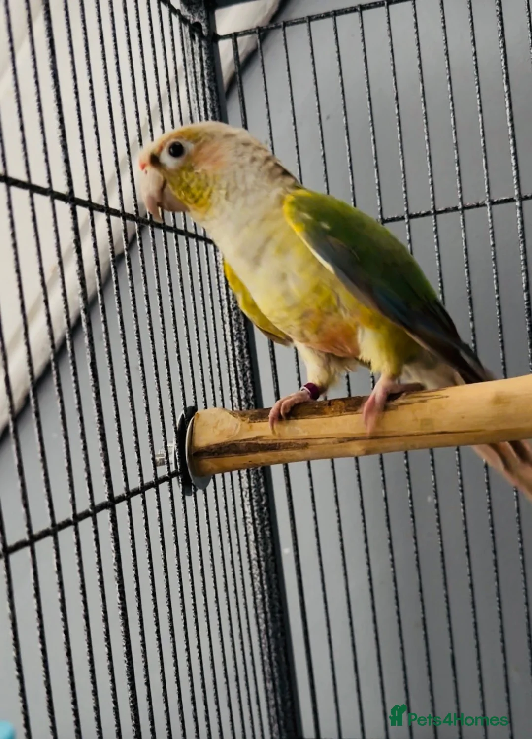 Conures birds for sale: Green-cheeked & Pineapple  - Advert 2