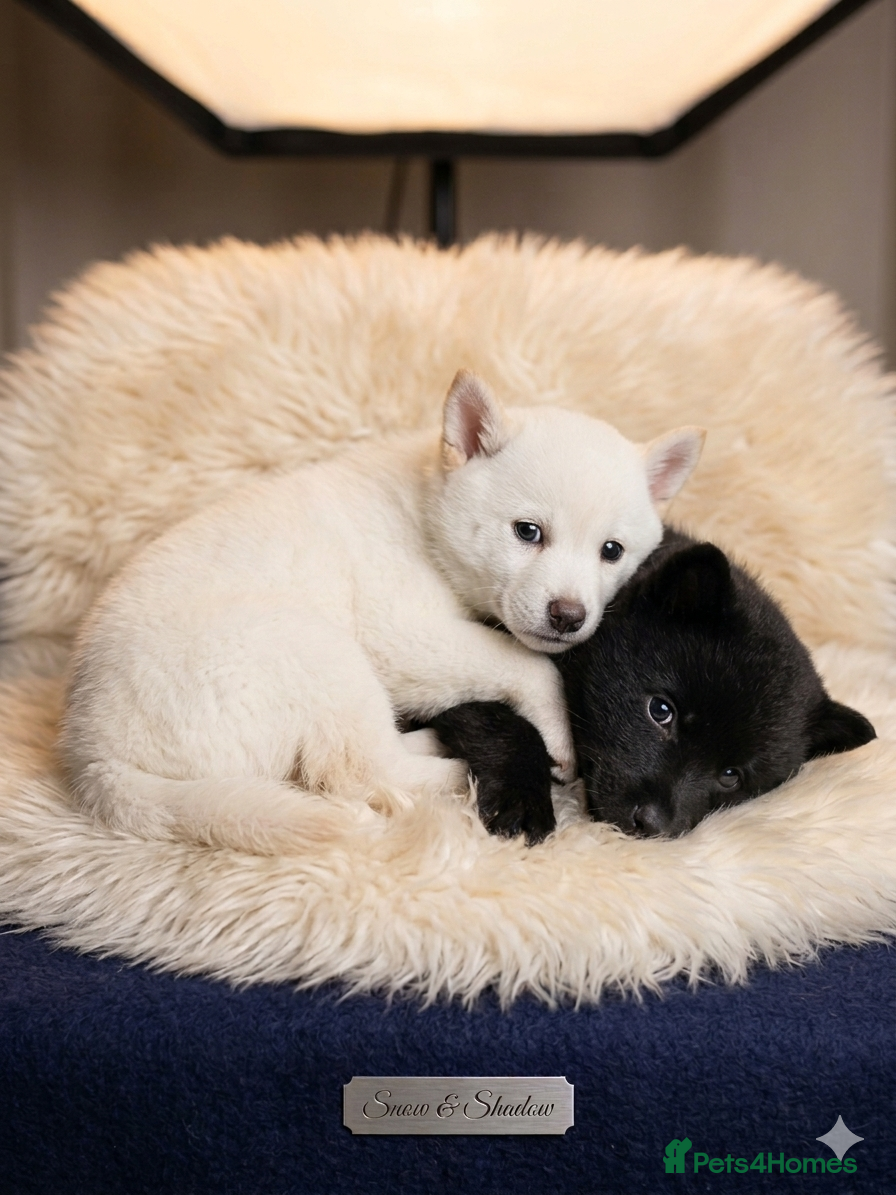 Mixed Breed dogs Only 2 girls left stunning chows pups  - Advert 5