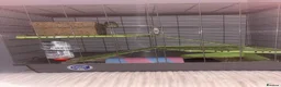 Guinea Pig rodents for sale: Elvis The Baby Guinea Pig With Everything You need - Advert 4
