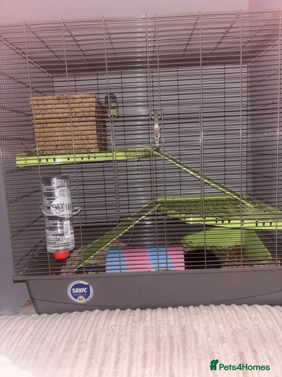 Guinea Pig rodents for sale: Elvis The Baby Guinea Pig With Everything You need - Advert 4