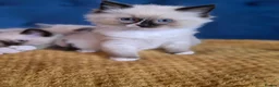 Ragdoll cats for sale: Registered Ragdoll Kittens  - Advert 12