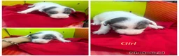 Jack Russell dogs for sale: Stunning jack Russell puppies  in Doncaster - Advert 6