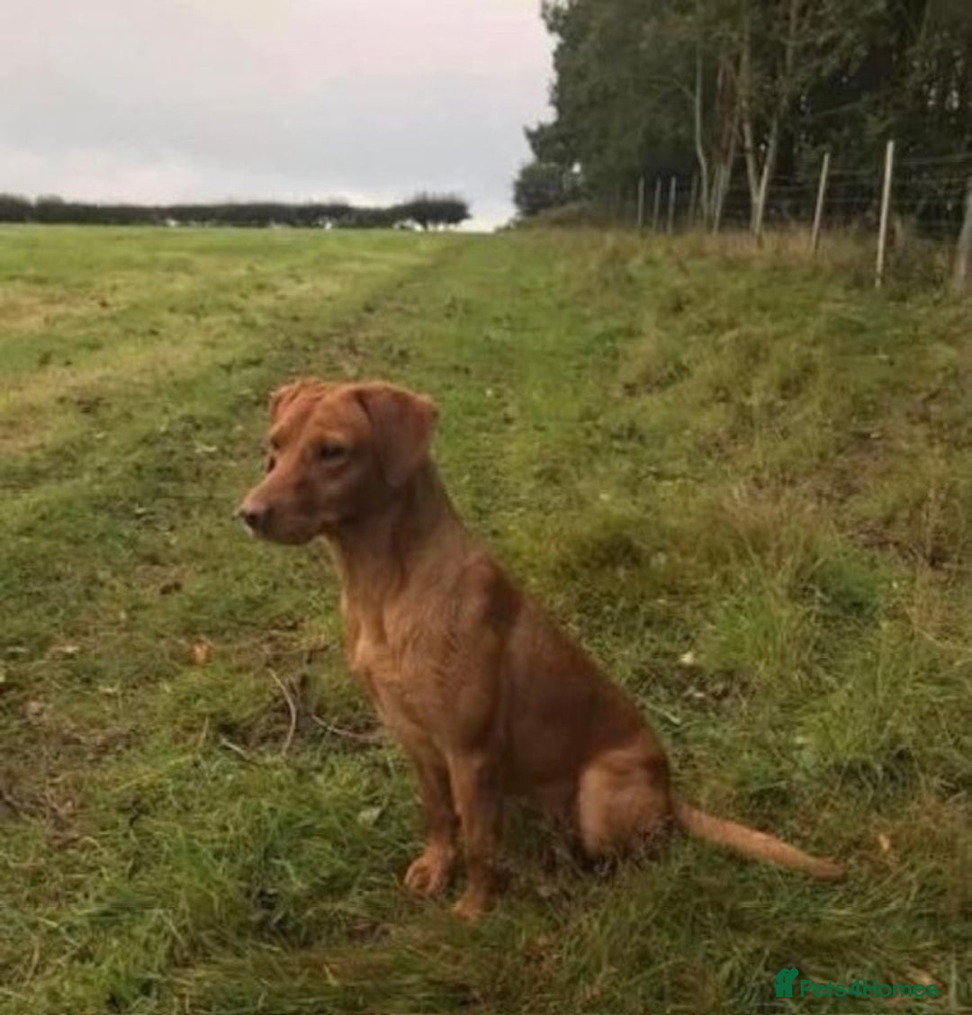 Labrador Retriever dogs for sale: KC reg Yellow Labrador bitch Honey - Advert 8